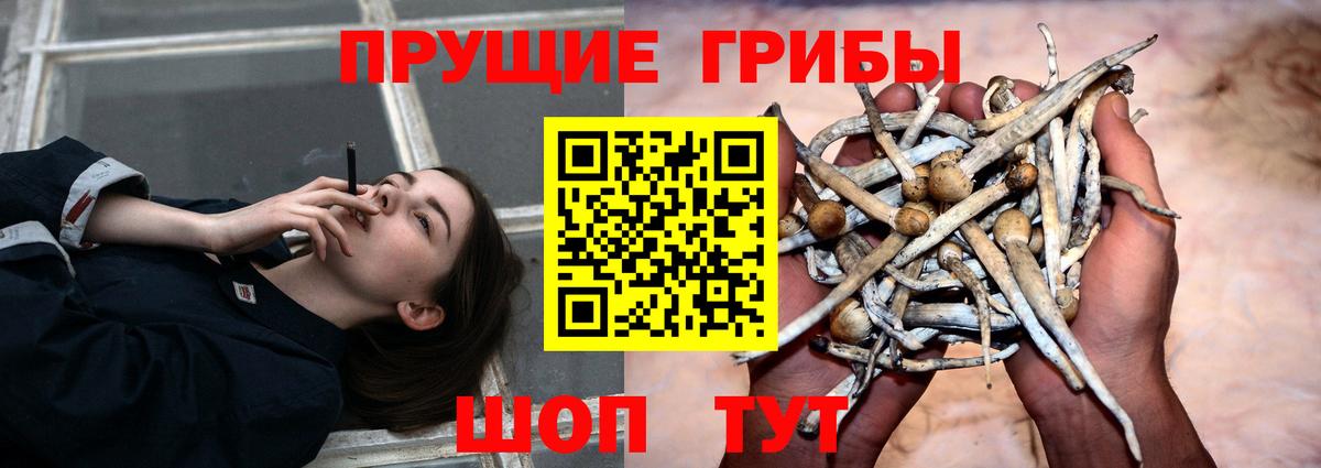 Псилоцибиновые грибы GOLDEN TEACHER Слободской